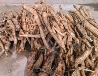 广南县 葛根