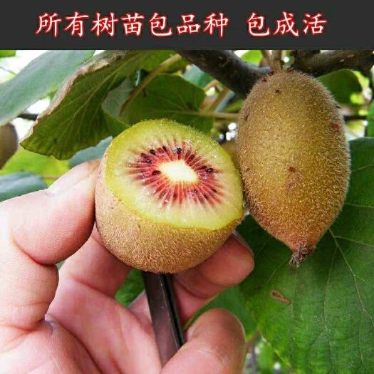 平邑县 正宗嫁接猕猴桃苗软枣红心黄心奇异果猕猴桃树苗当年结果