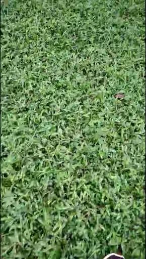 海口 大叶油草