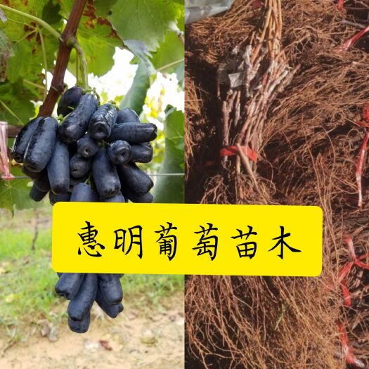 兴城市蓝宝石葡萄苗 包成活，保纯度，假一赔十，送购买总数5%二级苗（可作为补苗）