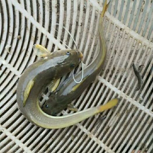 安顺 江团鱼苗