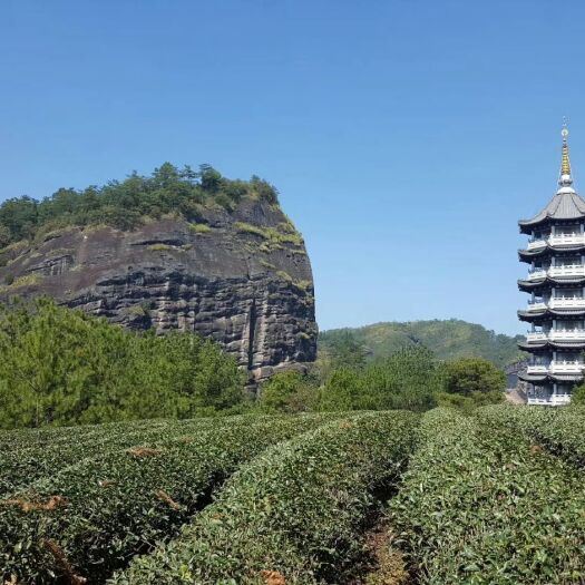 厦门武夷岩茶 一级 盒装