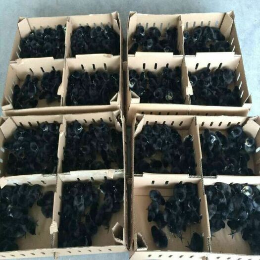 新沂市 五黑鸡苗绿壳蛋鸡苗黑鸡苗