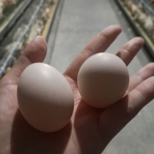 夏邑县 大量供应，净重30斤，38斤左右粉蛋