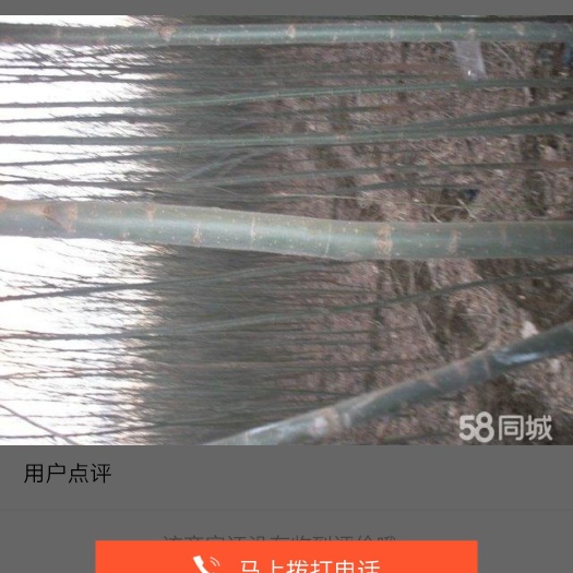 太原 出售大量柳树苗