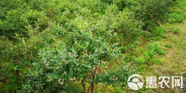  贫困村自家种植蓝莓无农药天然