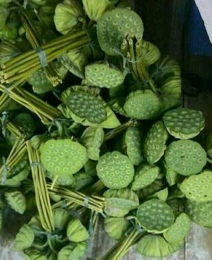 广州 青莲蓬