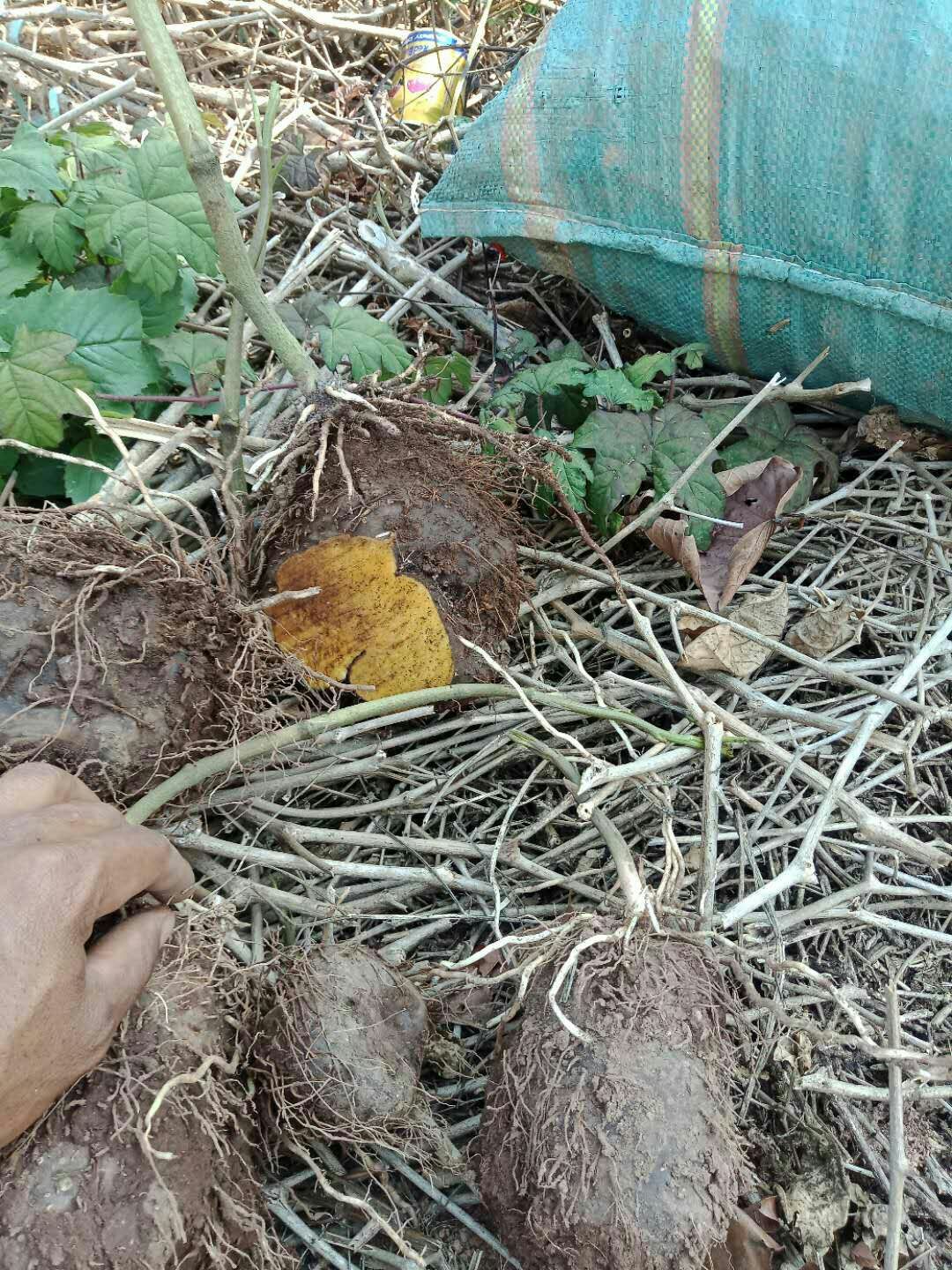 黄药子