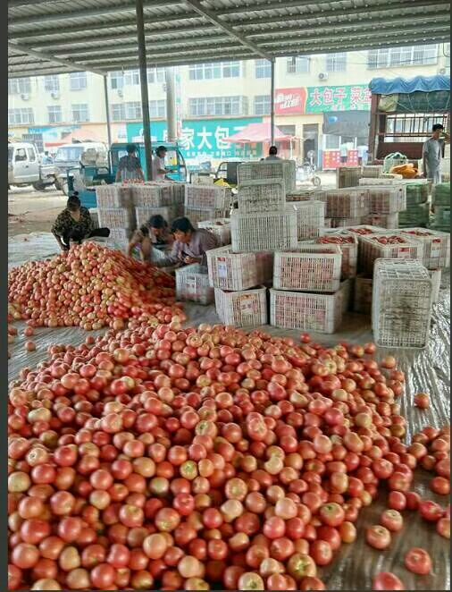  壶关旱地西红柿，口感好！可以当水果吃