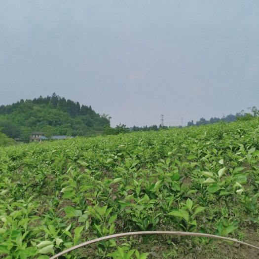 资中县塔罗科血橙苗 塔罗科血橙新系4号血橙，果大肉质细腻，