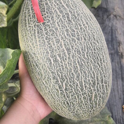 滑县 西州蜜宝典