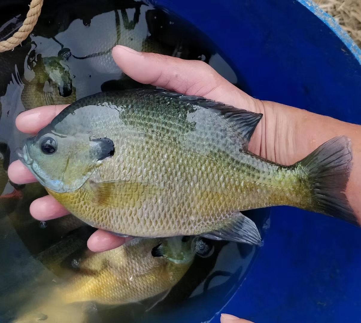  大量出售，篮鳃太阳鱼苗，有2-3公分，养殖七个月可以上市了，