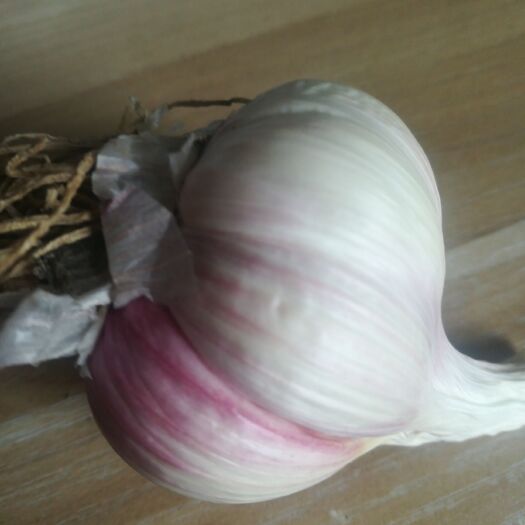 盐城 紫皮大蒜