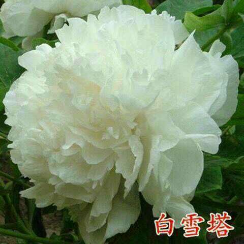  洛阳正宗牡丹花
