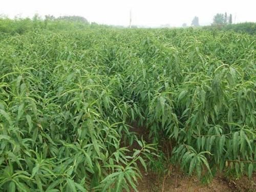 水蜜桃苗  鹰嘴桃苗，嫁接苗