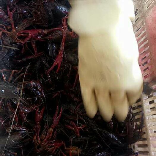 六安清水小龙虾 我们要把最好龙虾送到食客手里