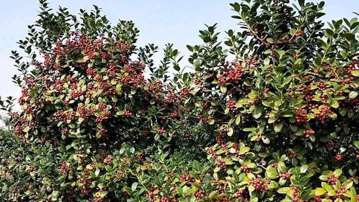 漳平市黄金构骨 黄金万两是  别墅，花园其它不可代替