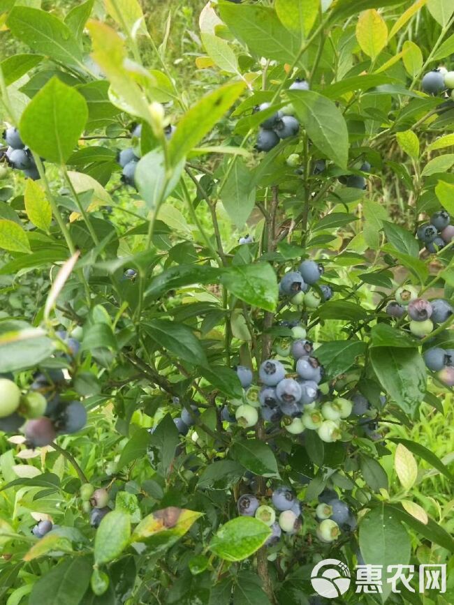  贫困村自家种植蓝莓无农药天然