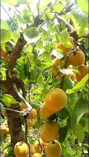大荔县 凯特杏，个大口感好，一次合作，永远朋友