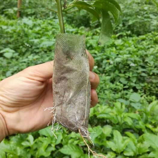 容县台农二号百香果苗  基地直供台农百香果苗 品种纯正 免费提供