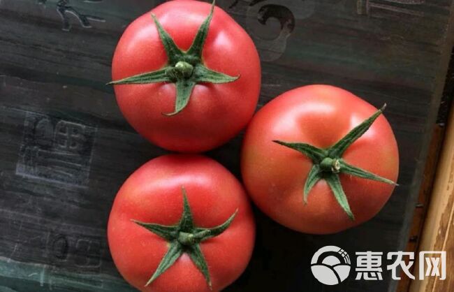 硬粉番茄苗 抗TY抗病性强产量高果型非常好耐运输耐高温
