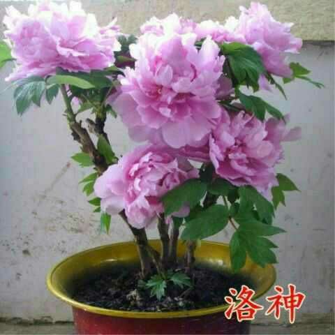  洛阳正宗牡丹花