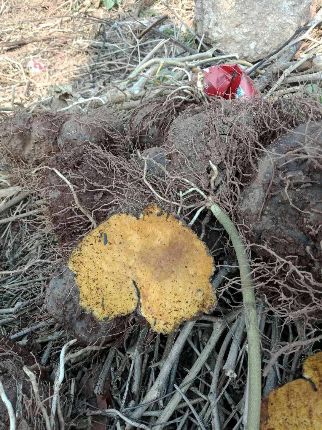 黄药子