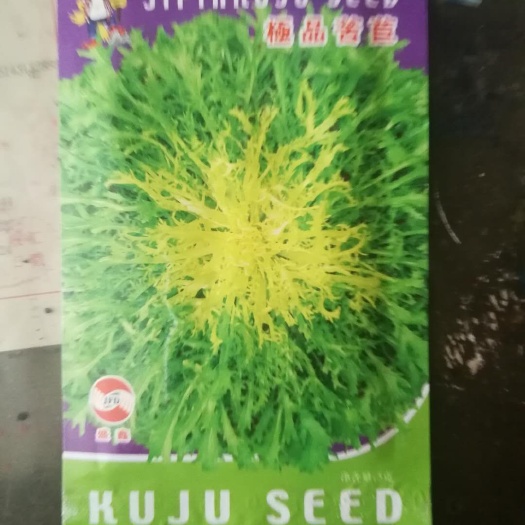  苦菊种子