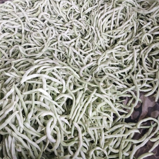 北镇市白条豆角 40cm~70cm
