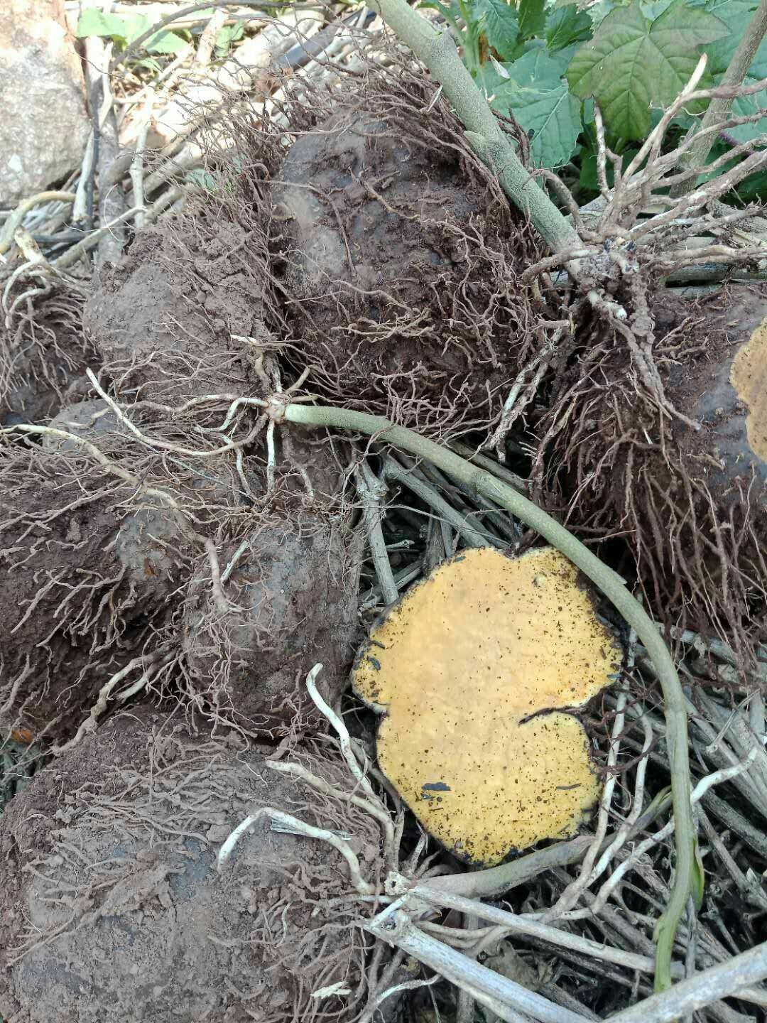 黄药子
