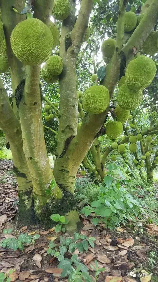 红肉菠萝蜜 优质新品种