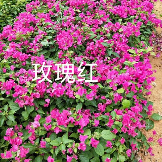 漳州 玫瑰红三角梅