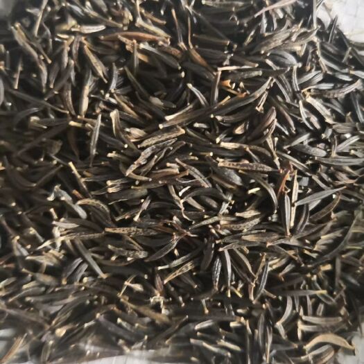 西丰县波斯菊种子 质量一级
