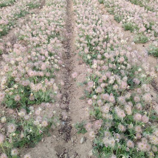 凤城市白头翁种苗  白头翁 毛姑朵花 籽儿 种子