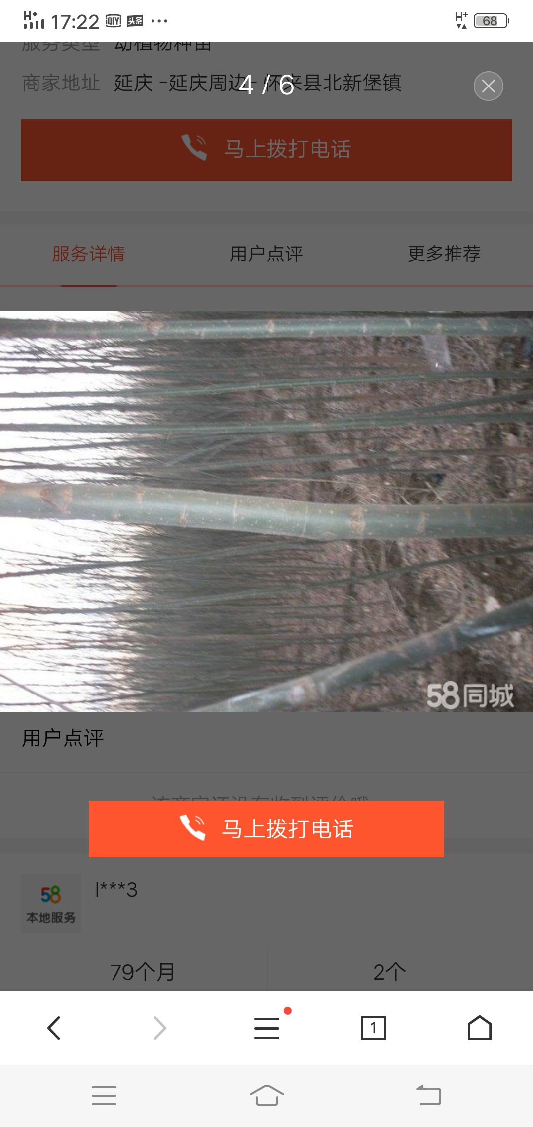  出售大量柳树苗