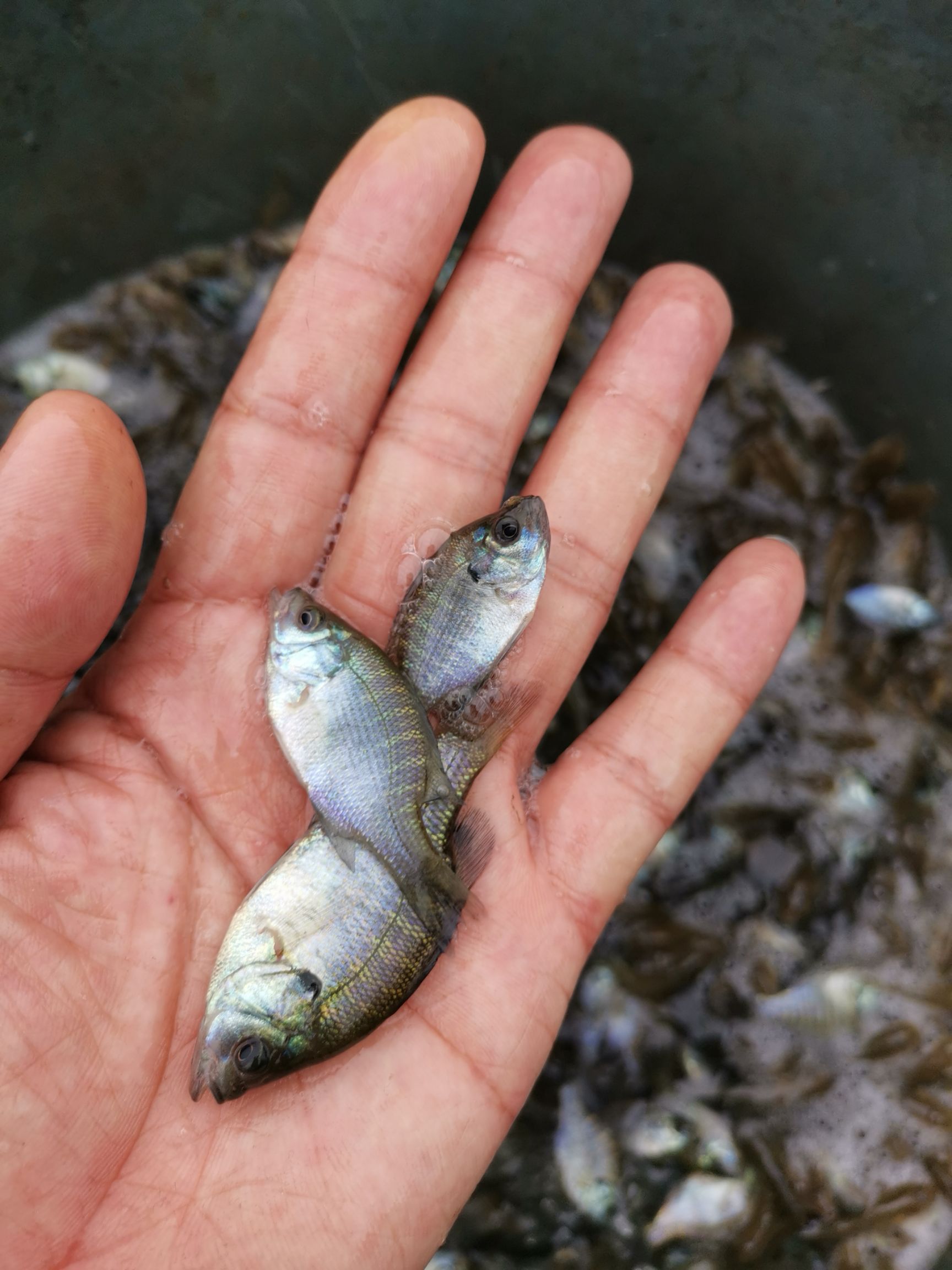  大量出售，篮鳃太阳鱼苗，有2-3公分，养殖七个月可以上市了，