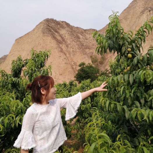 芮城县 沙地种植，黄河水浇灌，大量毛桃供应！