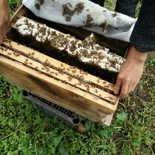 谷城县中华蜜蜂   中国蜜蜂，二脾带王意标框脾包邮，纸箱包装发货全