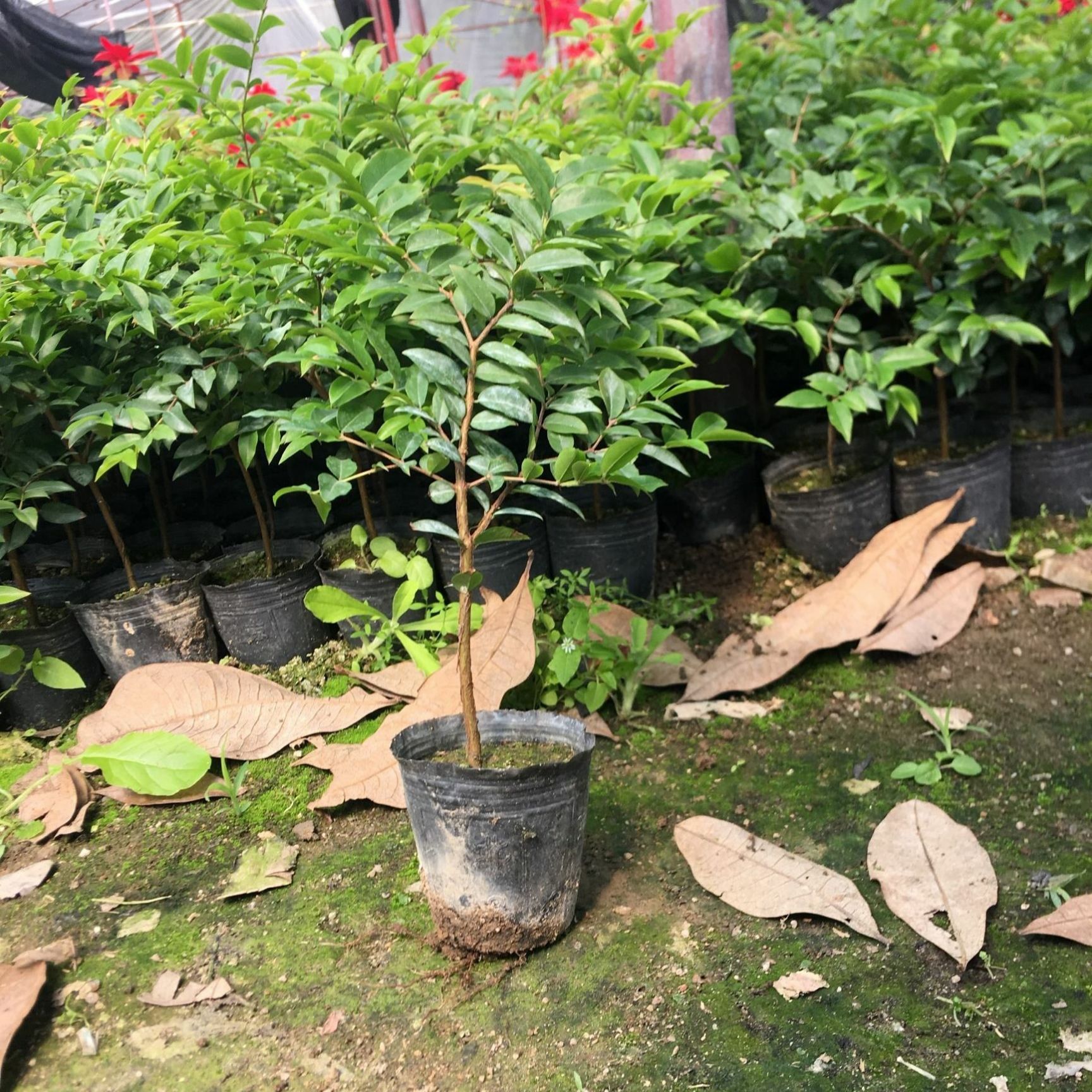 嘉宝果苗 四季嘉宝果沙巴嘉宝果苗