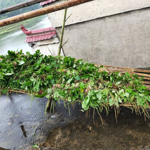 宜春 纯车前草干货不含运费