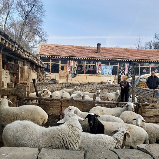 右玉县 天然无公害口齿留香的右玉羊肉
