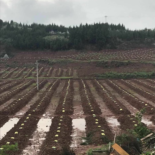 蒲江县有机肥料 蒲江绿地科技有限公司