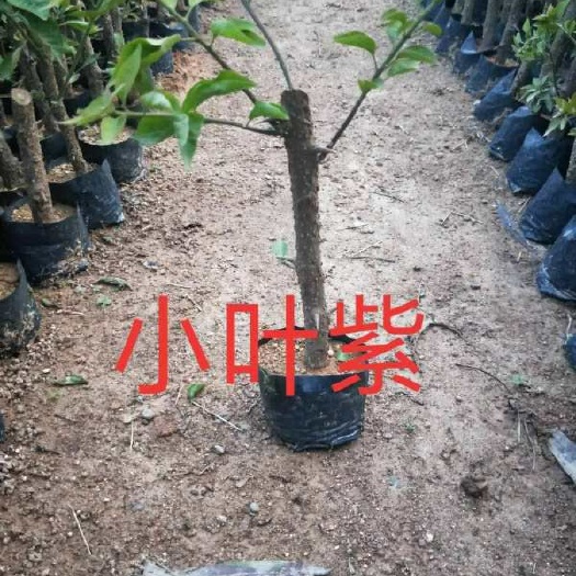 漳州 紫花三角梅，小叶紫20杆