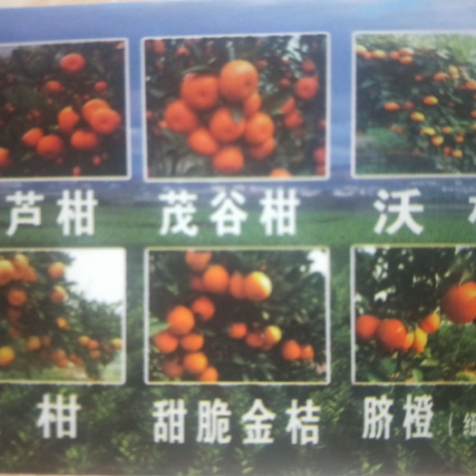 建水县纽荷尔脐橙苗 纽荷尔