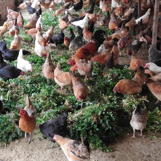 濮阳县土鸡蛋 经得起抽检，实地考察