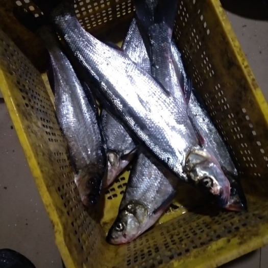 南宁餐鲦鱼 翘嘴鱼3斤以上，新鲜，冰鲜包装。