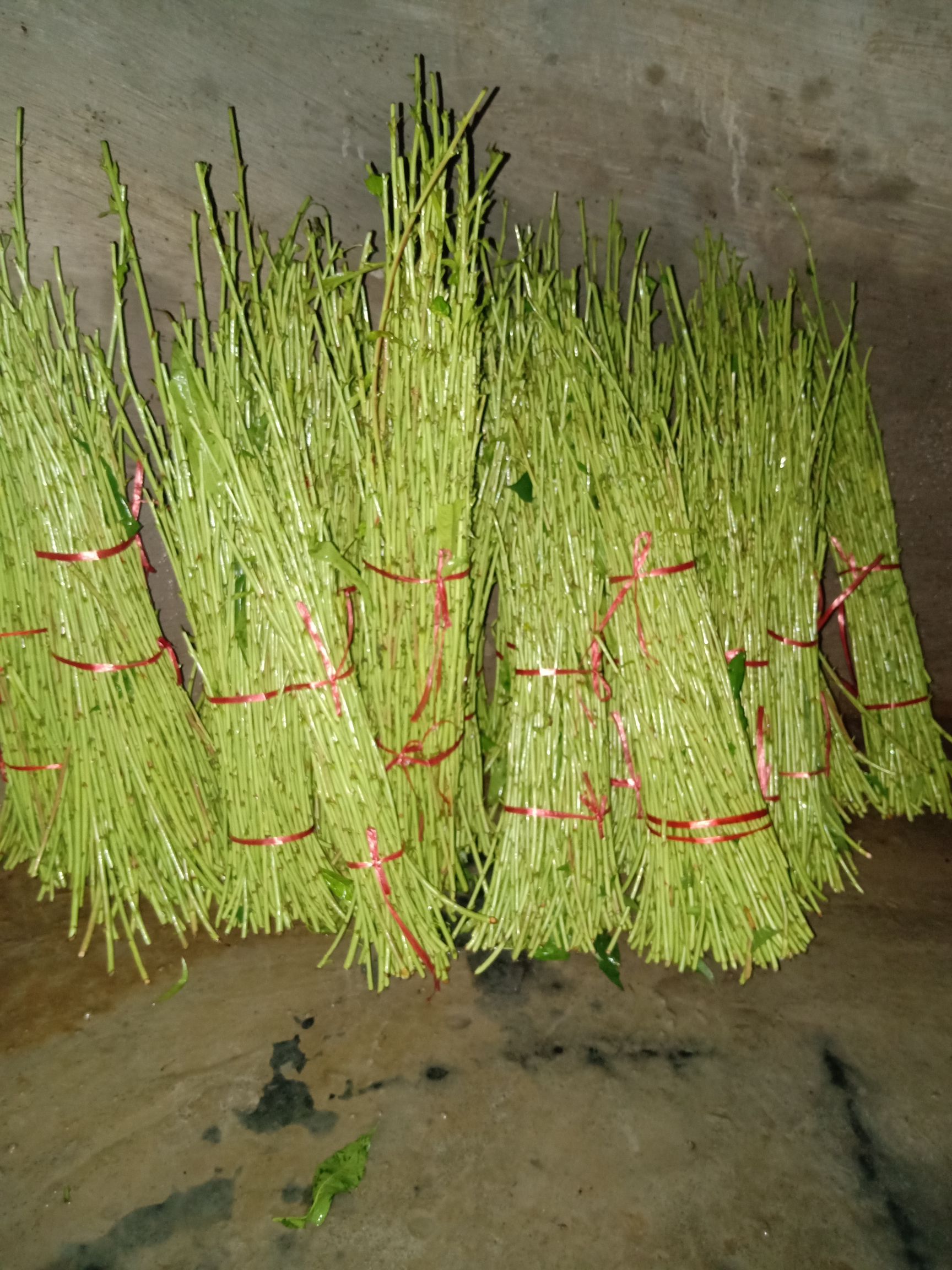 嫁接桃树苗 油蟠7-7