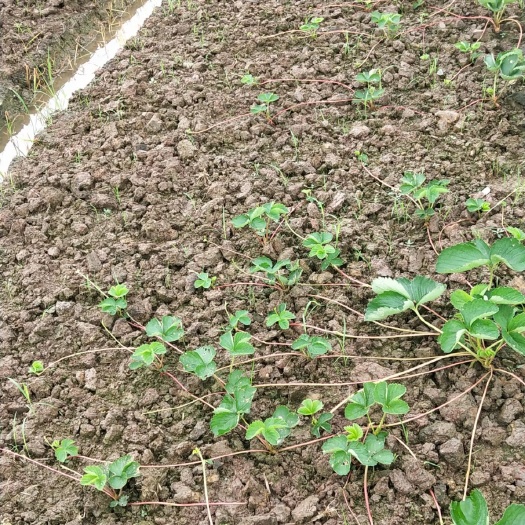 汉寿县 各种草莓苗