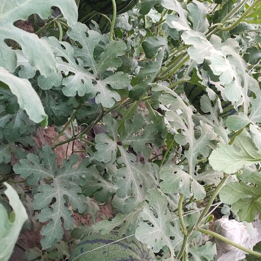 滦州市京欣西瓜 自家种植古马吊瓜，保熟保甜，大量出售