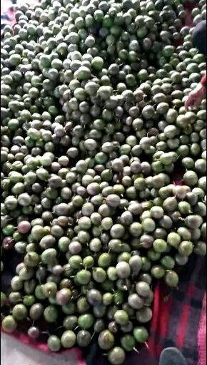 芒市紫香一号百香果 50 - 60克